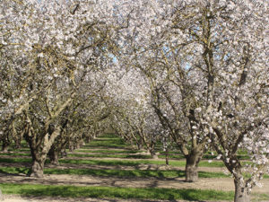 Aprikosenbaum-Porreres-300x225 Lebensmittel des Monats – Juni – die Aprikose