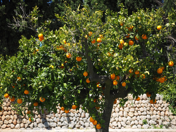 Orangenbaum_Soller Die Orange - Lebensmittel des Monats auf Mallorca