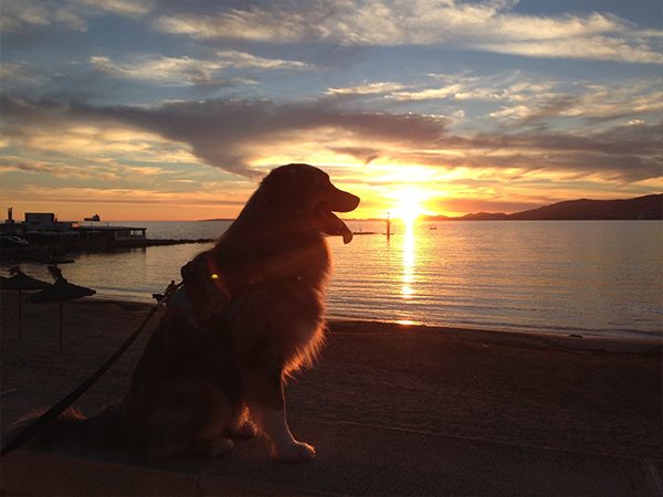 hund-auf-mallorca Mallorca mit Hund - Reisen auf vier Pfoten