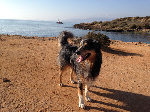 hundestrand-es-carnatge-300x225 Mallorca mit Hund - Reisen auf vier Pfoten