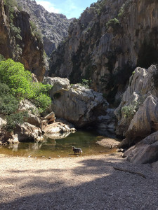 wandern-sa-calobra-225x300 Mallorca mit Hund - Reisen auf vier Pfoten